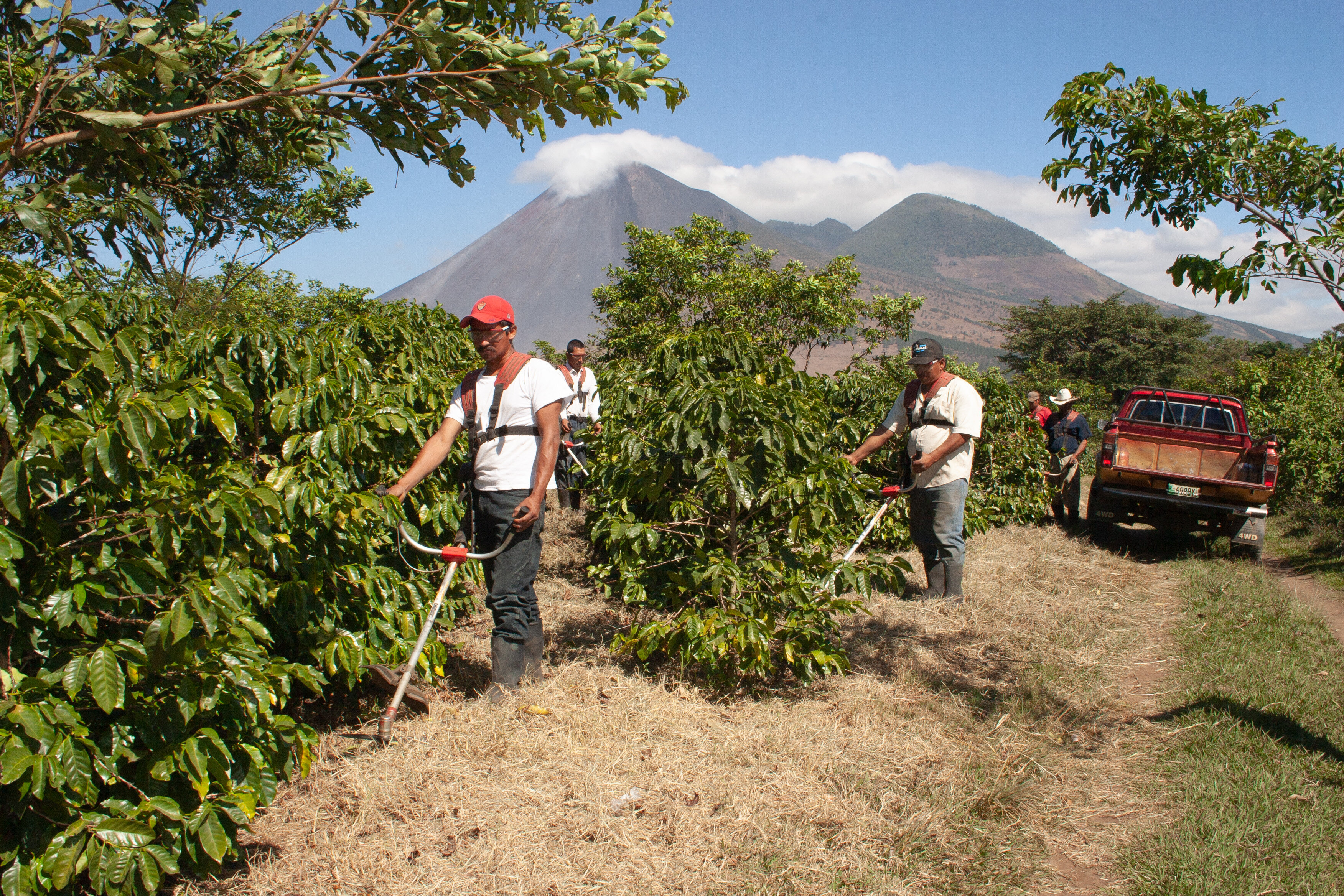 グアテマラ国立コーヒー協会の環境対策とプロモーション戦略