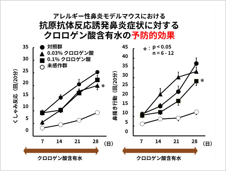 アレルギー性鼻炎モデルマウスにおけるクロロゲン酸含有水の「予防的効果」